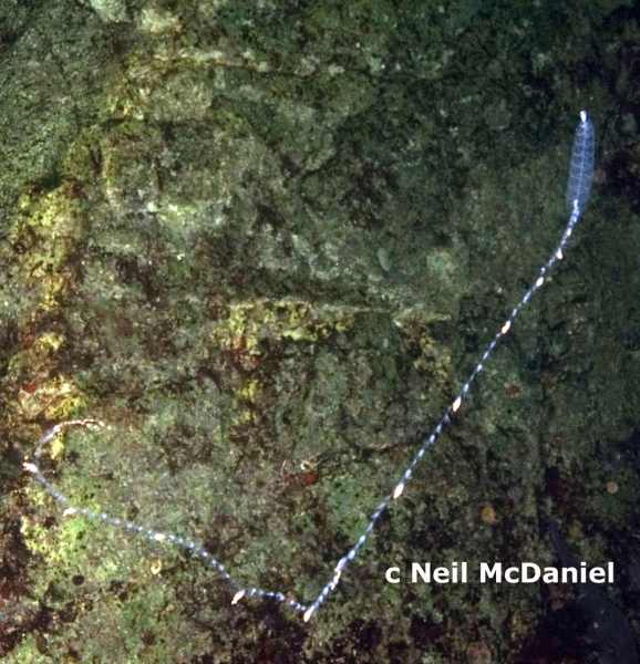 Photo of Nanomia bijuga by <a href="http://www.seastarsofthepacificnorthwest.info/">Neil McDaniel</a>